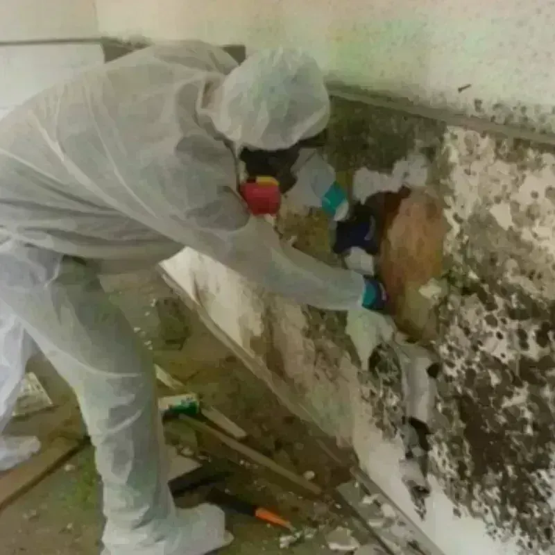 Mold Remediation and Removal in Lakeview, CA